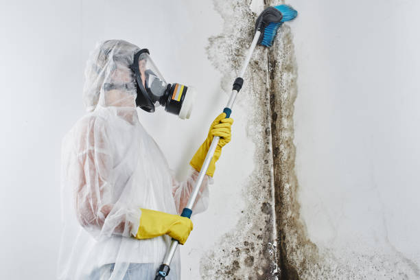 Best Residential Mold Remediation in Como, WI