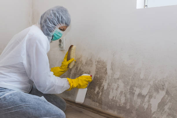 Best Industrial Mold Remediation in Como, WI