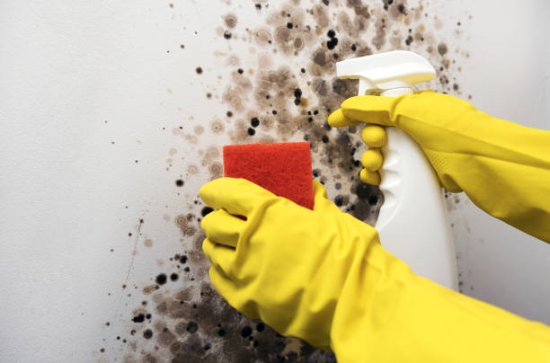 Best Emergency Mold Remediation in Como, WI