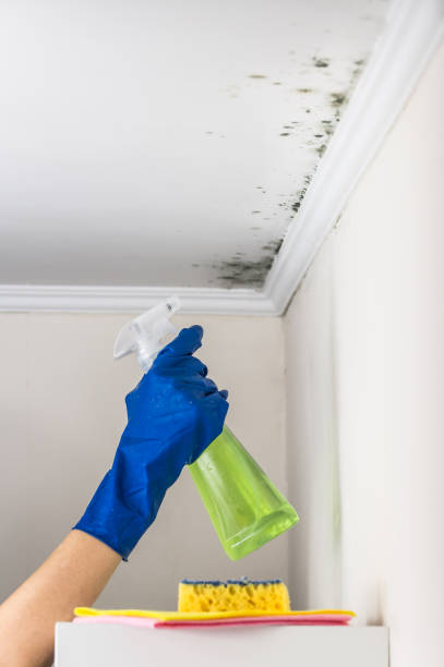 Best Localized Mold Remediation (e.g., coastal areas, humid climates) in Como, WI
